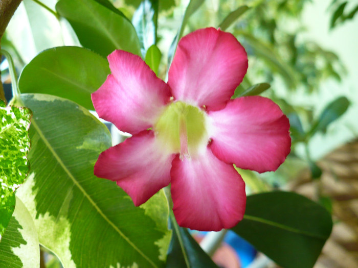 P1380240 - Adenium 2012 - 2013