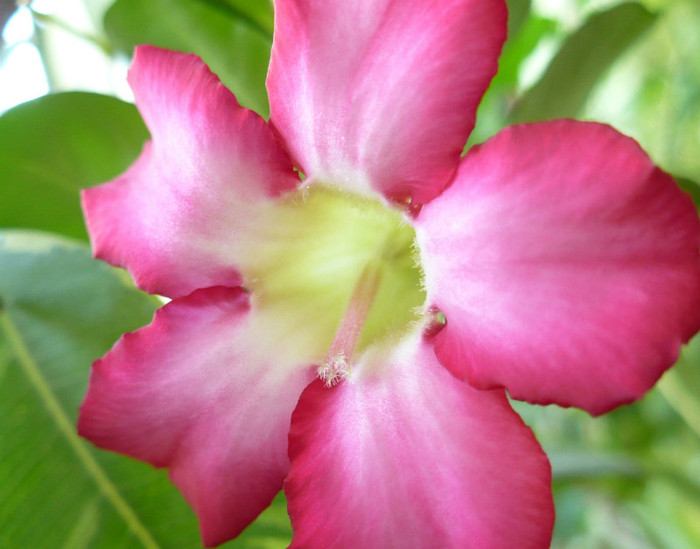 P1380241 - Adenium 2012 - 2013