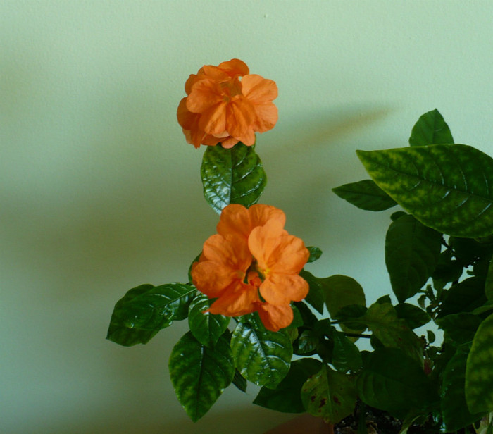 P1380249 - Crossandra 2012