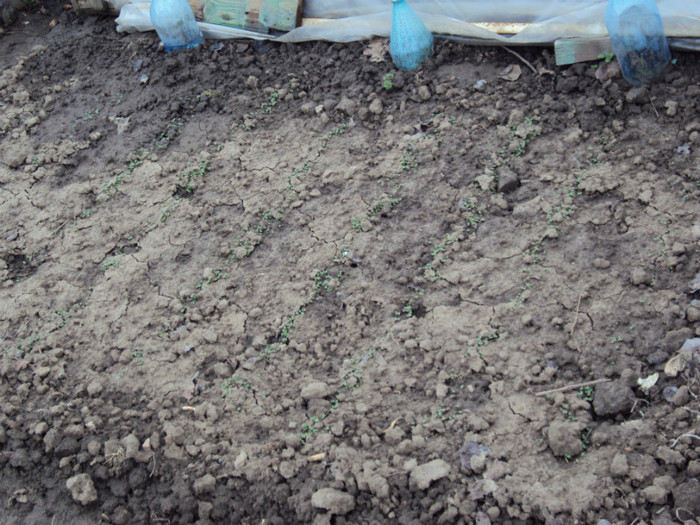 rucola...