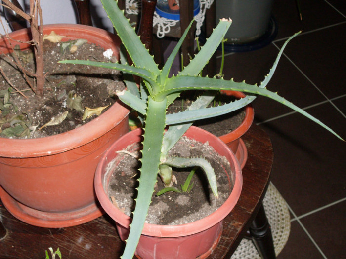 aloe - 2012 si atat