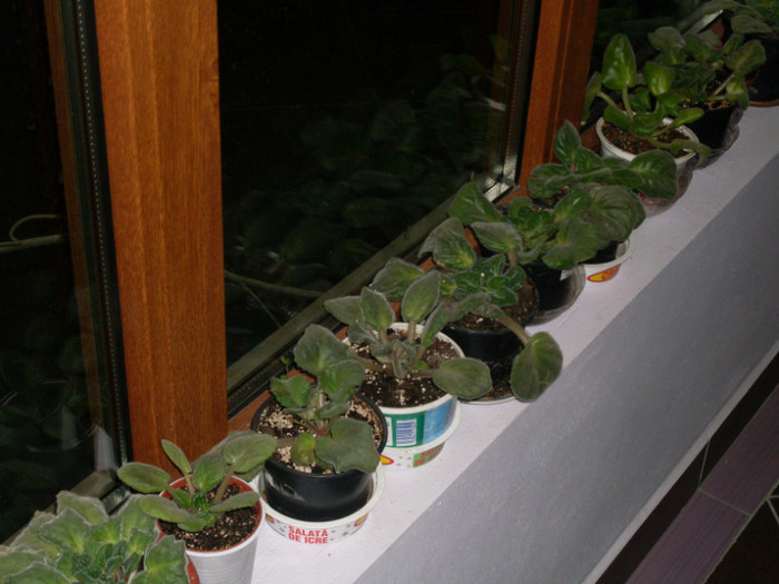 violete,astept sa infloreasca