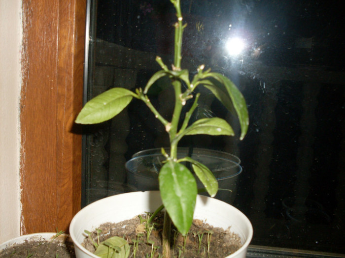 lamaiul meu; astept lamaile...
