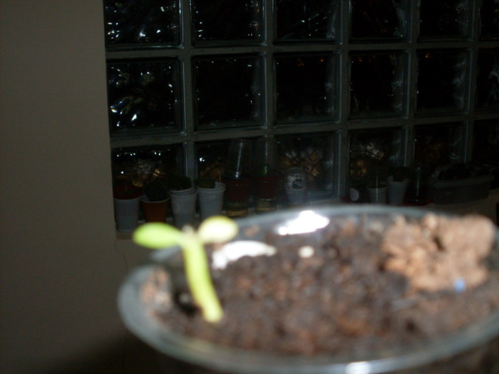 adenium; cam amărât
