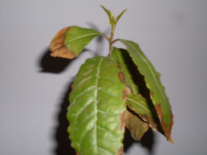 dafinul; i am schimbat ghiveciul si pamantul
