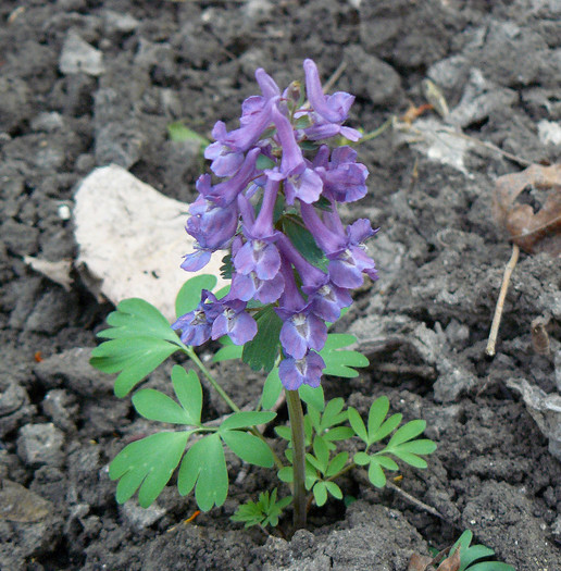 P1510166 - FLORILE PRIMAVERII