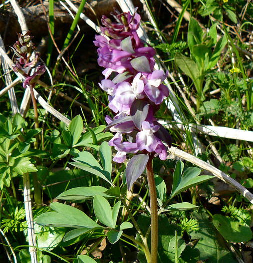 P1510046 - FLORILE PRIMAVERII