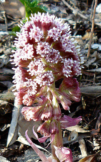 P1510052 - FLORILE PRIMAVERII