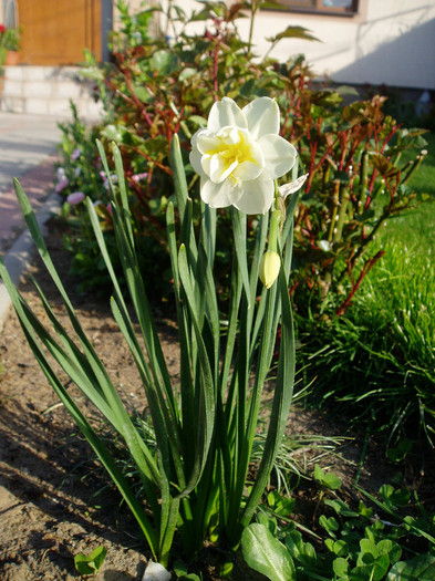 P1010018 - Primavara