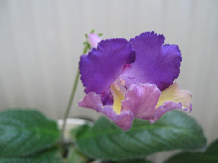 2012 - streptocarpus Silvia