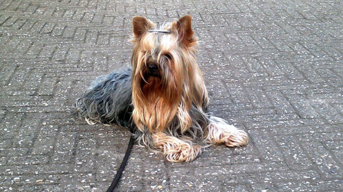 Brutus - Brutus Strauss Amarige si Shalimar 2012