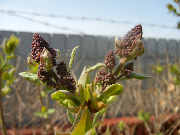 Syringa vulgaris_Lilac (2012, April 04)