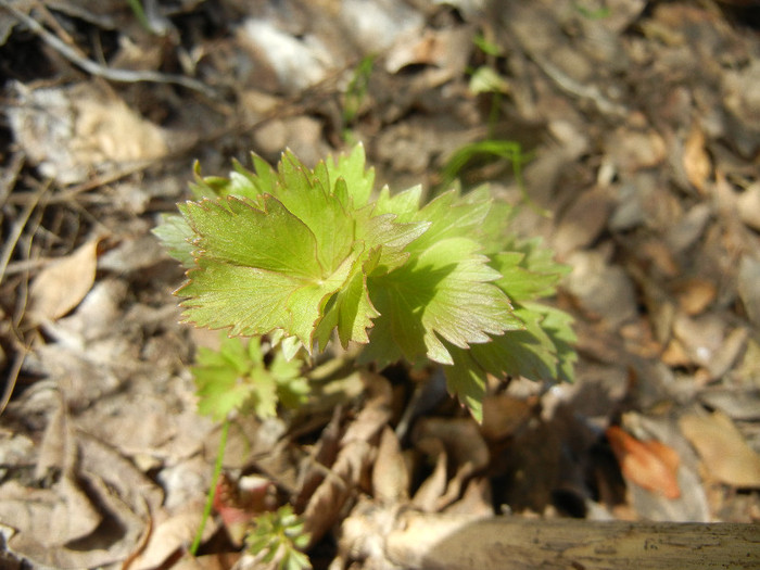 Levisticum officinale (2012, April 04) - Lovage_Leustean