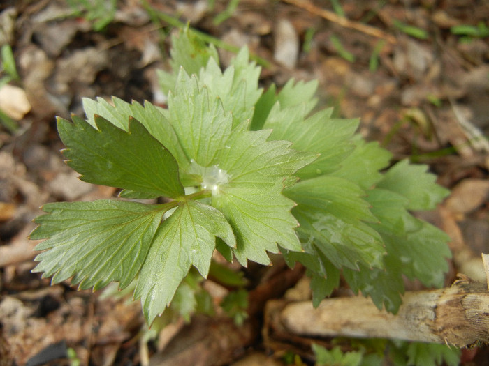 Levisticum officinale (2012, April 06) - Lovage_Leustean