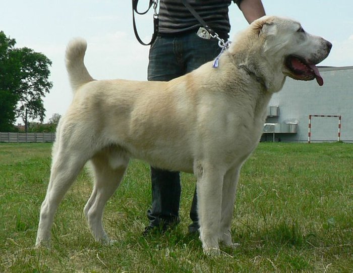 2 Caini Alabai Ciobanesc De Asia Centrala Central Asian Shepherd