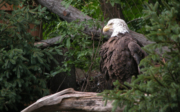 00093_baldeagle_2560x1600 - wallpapers peisaje