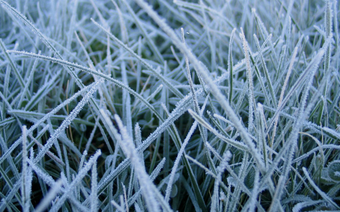 00436_frostedgrass_2560x1600