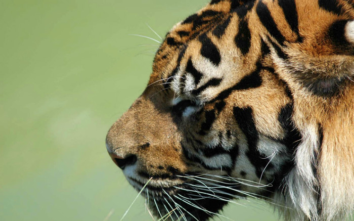 00489_tiger_1680x1050 - wallpapers peisaje