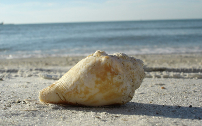 00598_aclearwaterbeachshell_2560x1600