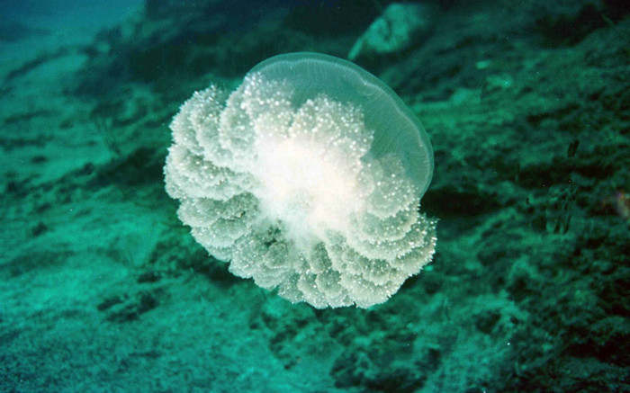 00619_meduse_1920x1200
