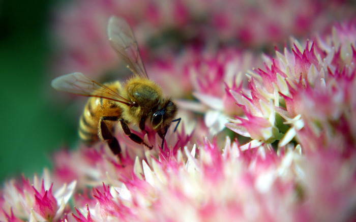 00926_beeonautumnjoy_2560x1600