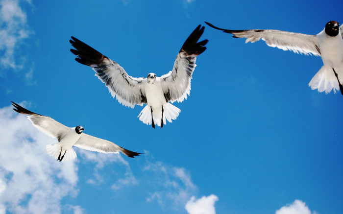 00969_aflockofseagulls_1920x1200