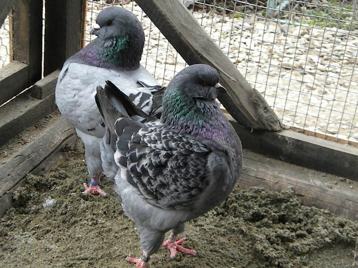 pereche; mascul kovacs sandor
femela gabriel
