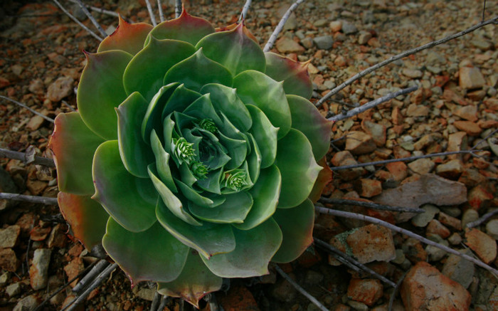 01234_santamonicaplant_2560x1600