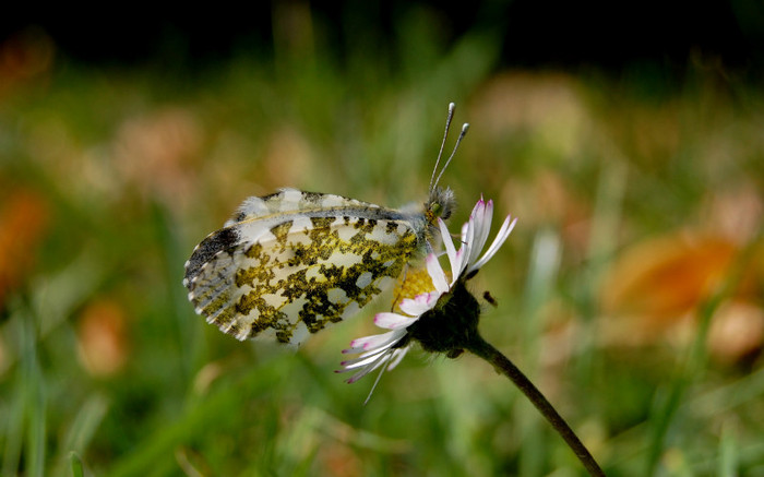 01241_summerbutterfly_2560x1600