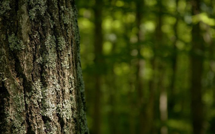 01327_lichen_2560x1600