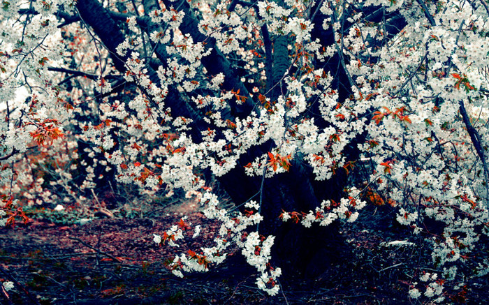 01444_autumnleaves_1920x1200 - wallpapers peisaje