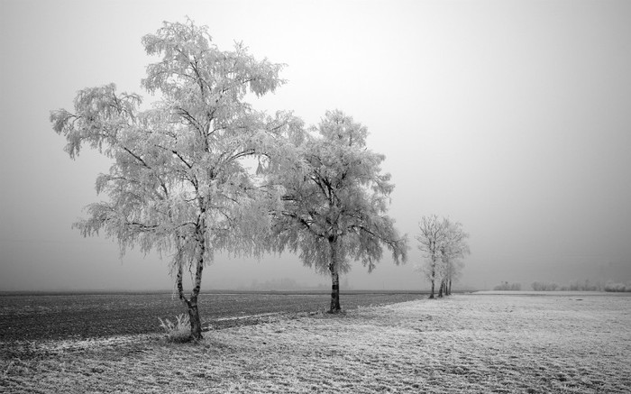 01465_frozentree_2560x1600 - wallpapers peisaje