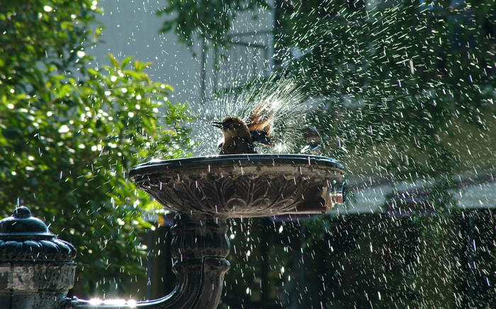 01480_birdshower_2560x1600