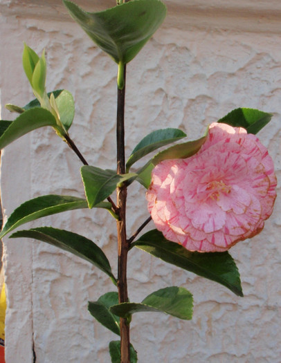 camellia 12april2012