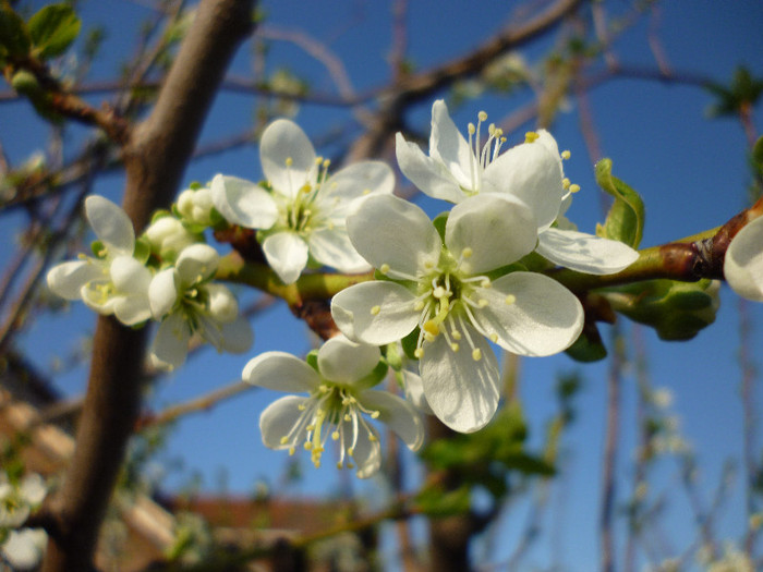 Florile prunului RENCLOD ALTHAN