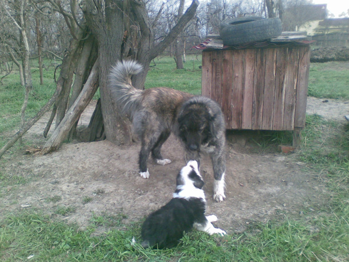 12042012(010) - caini ciobanesti de bucovina care au fost sau sunt in proprietatea mea