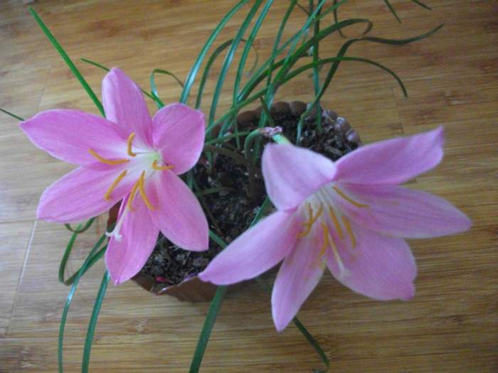 poze 3001 - brandusa de camera