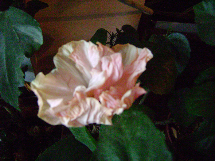 DSC08404 - hibiscus 2012