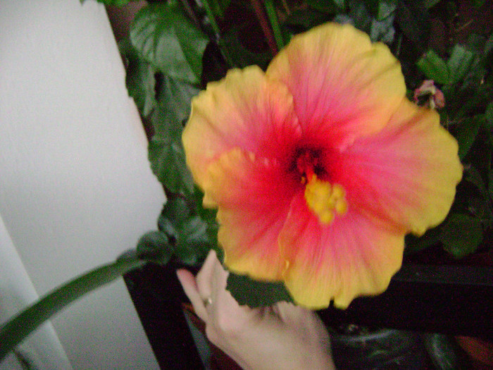 DSC08459 - hibiscus 2012