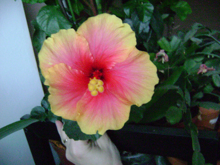 DSC08456 - hibiscus 2012