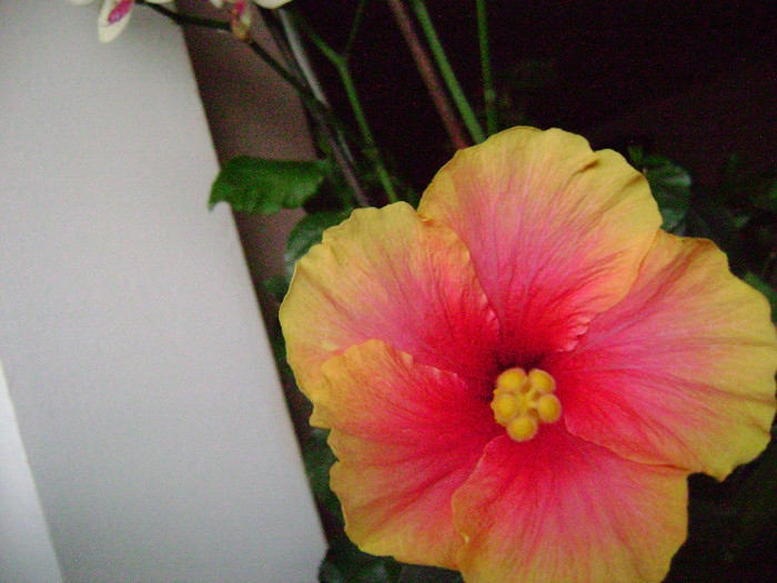 DSC08457 - hibiscus 2012