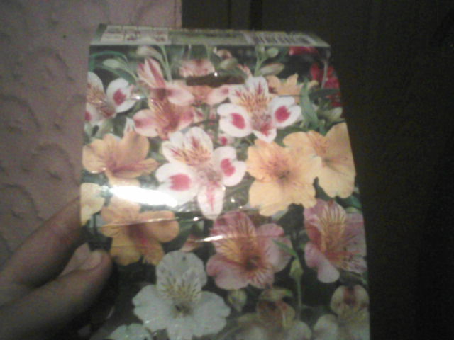 alstromeria light hibrid