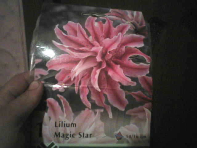 crin magic star