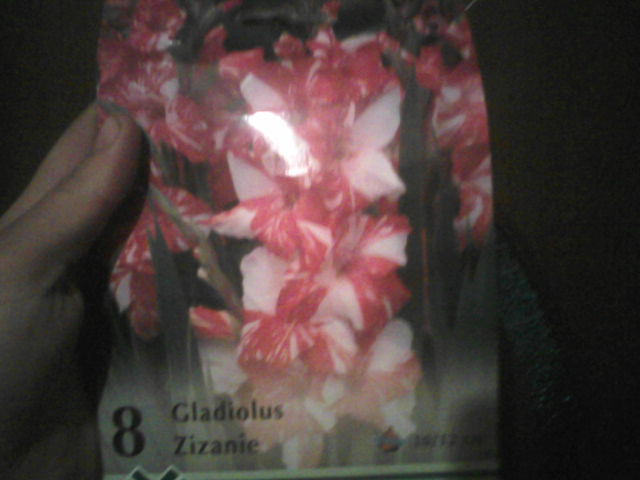 gladiola zizanie - flori si seminte2012