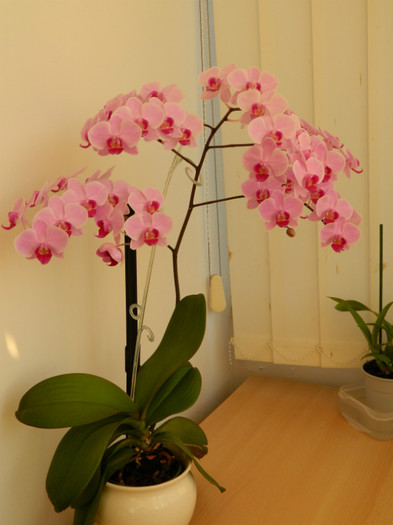 DSCN0339 - Phalaenopsis Tomberoneza