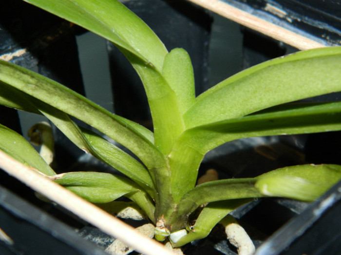 DSCN0355 - Vanda corulea WASAN