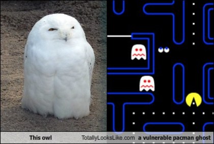 this-owl-totally-looks-like-a-vulnerable-pacman-ghost - Asemanari