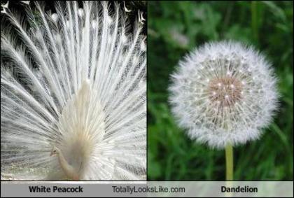 white-peacock-totally-looks-like-dandelion - Asemanari