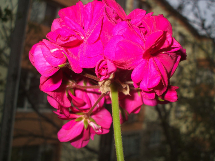 DSCF8288; muscata mov
