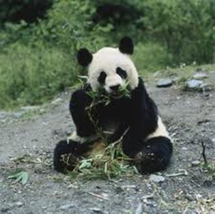 panda ;x